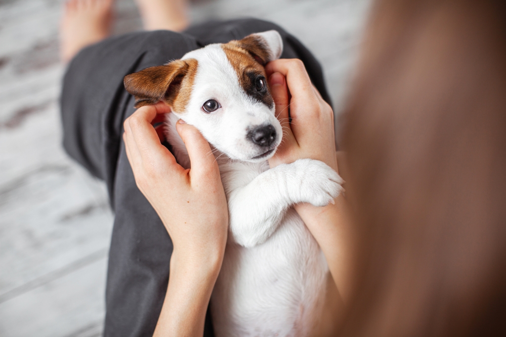 5 cose divertenti da fare in casa con il tuo cucciolo