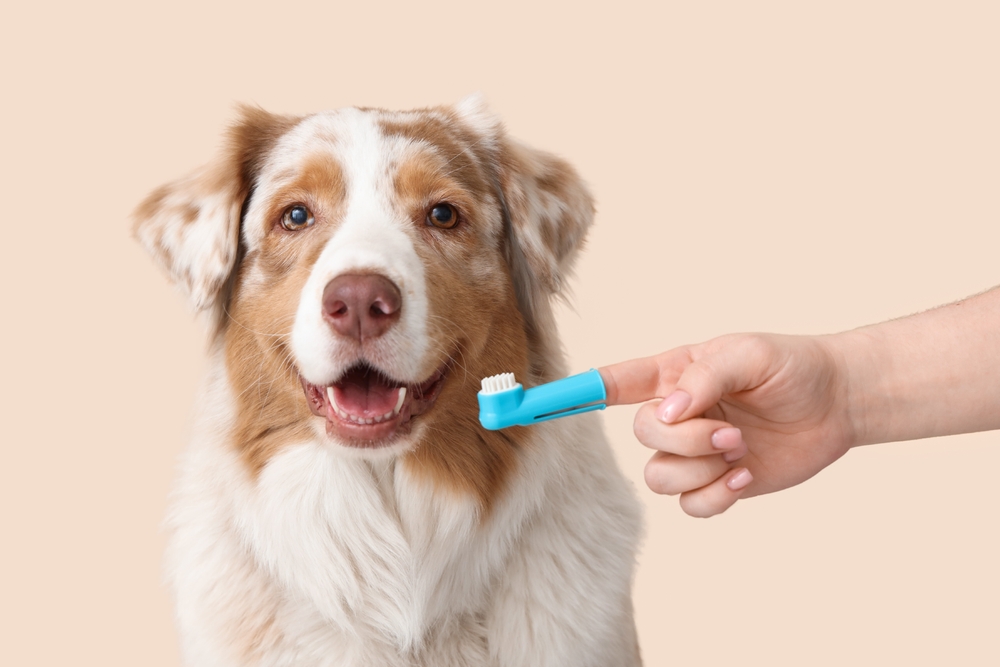 Come pulire i denti al cane