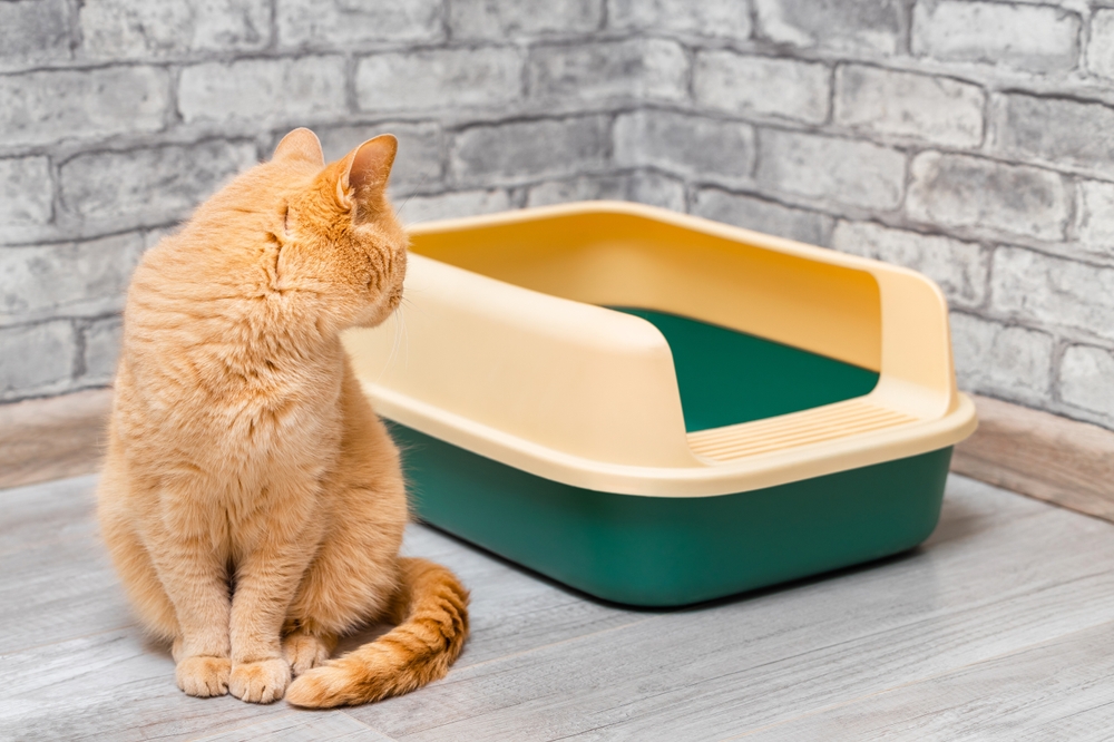 Come mantenere pulita la lettiera del gatto