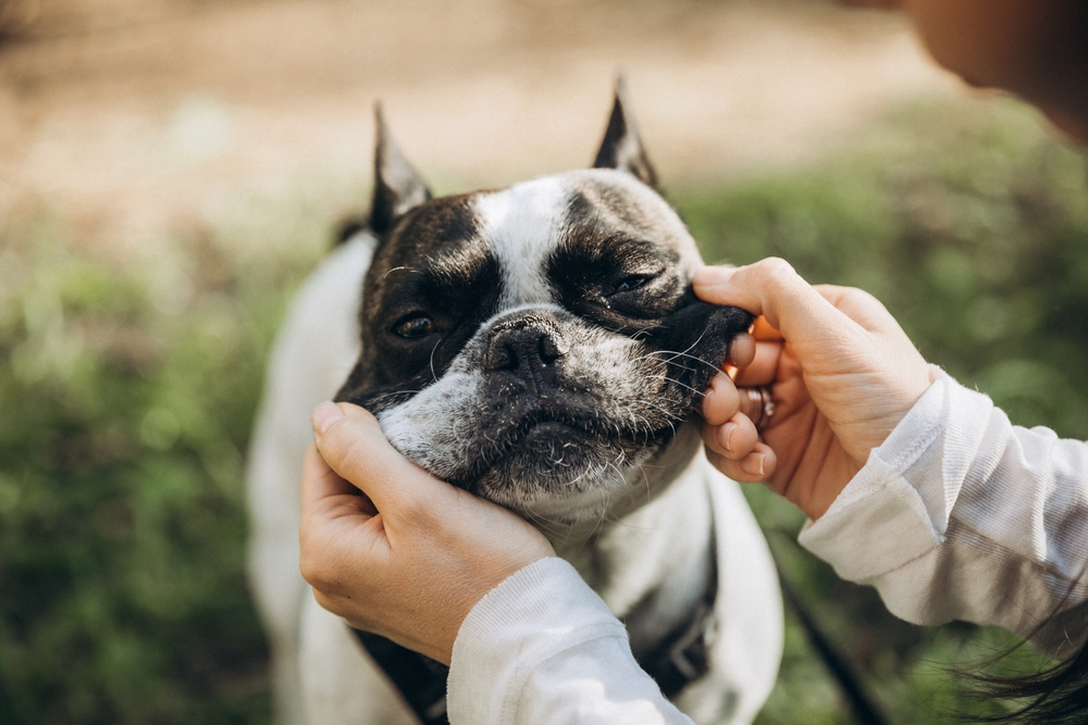 Perché diamo soprannomi buffi ai nostri animali domestici