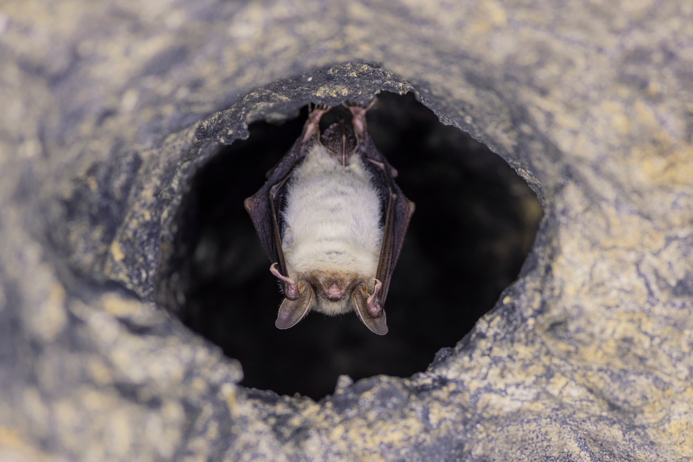 Come  allontanare i pipistrelli