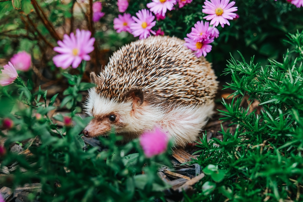 Come ospitare i ricci in giardino