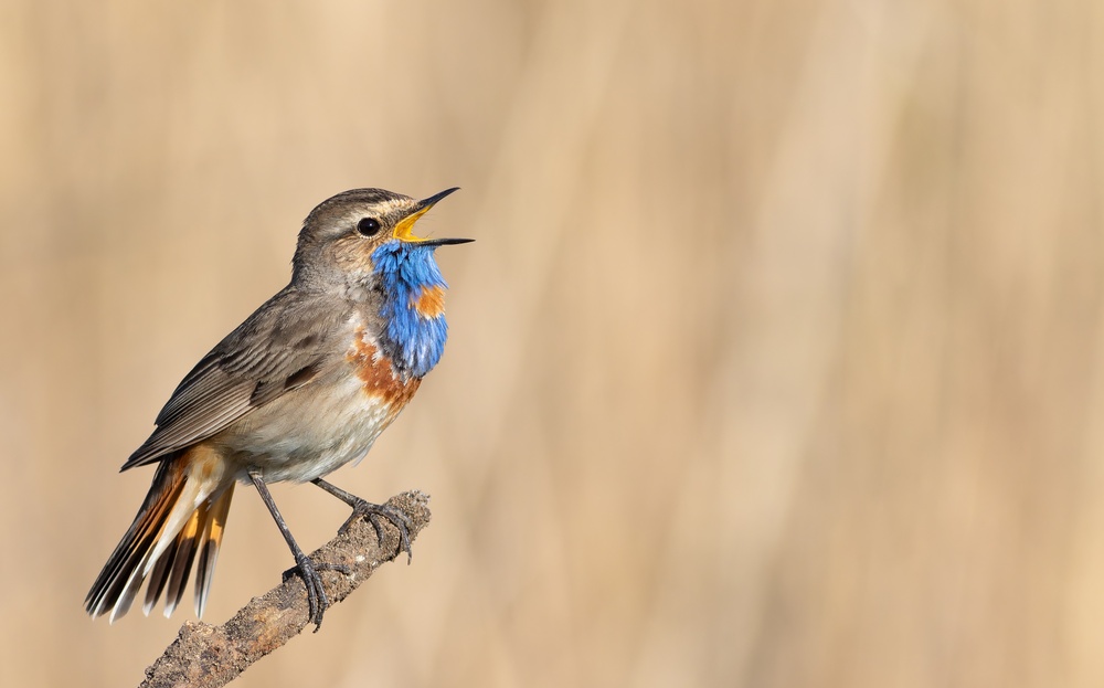 Come aiutare gli uccelli migratori in autunno