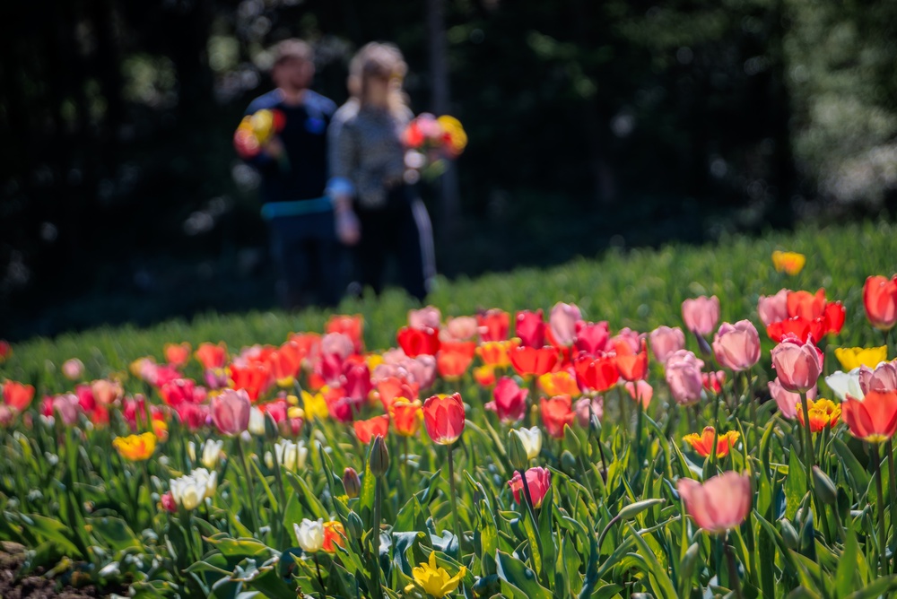 I campi di tulipani più belli in Italia
