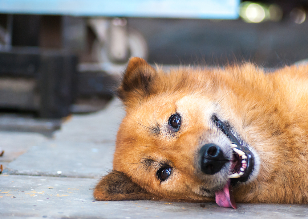 Come imparare il linguaggio del corpo del cane