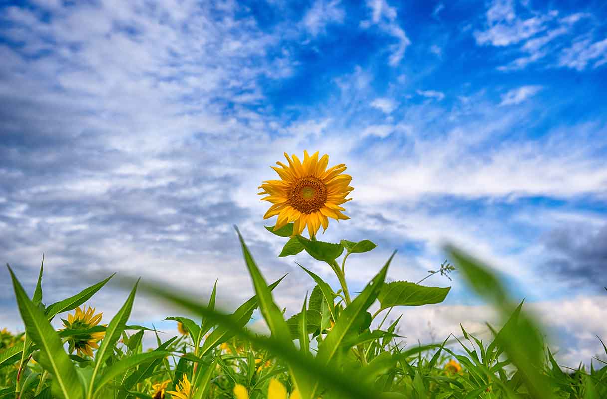 Cosa dobbiamo sapere sul significato dei fiori per evitare figuracce