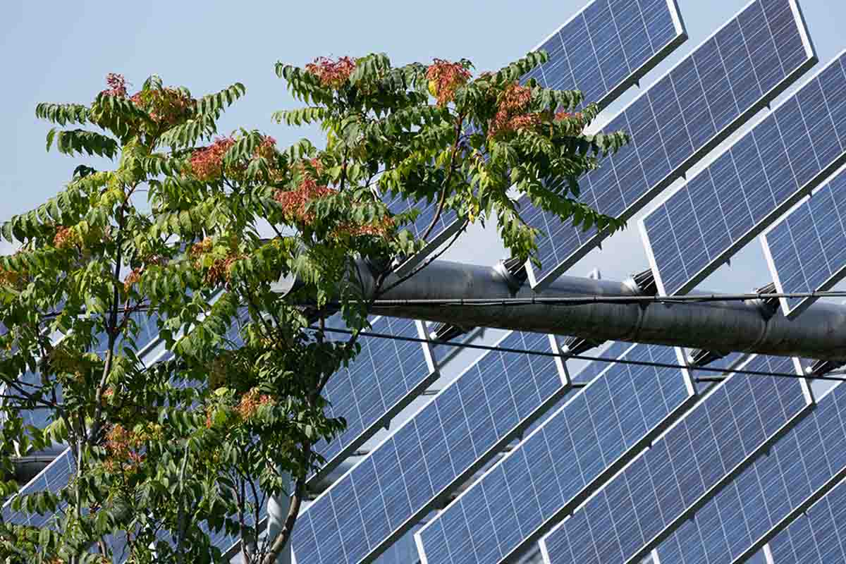 Che cos'è il sistema agrofotovoltaico?