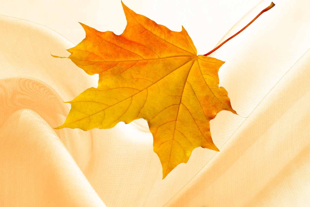 Significato dei sogni autunnali: simboli e interpretazioni