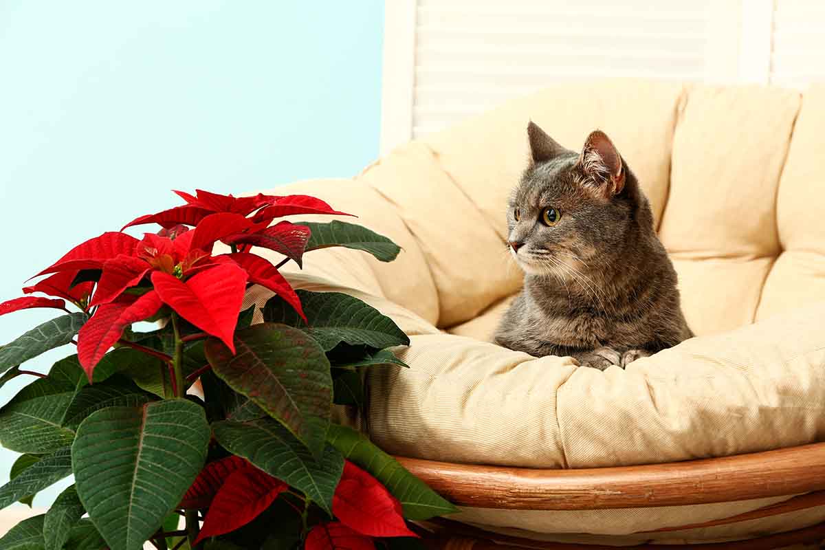 Perché la stella di Natale è tossica per i gatti?