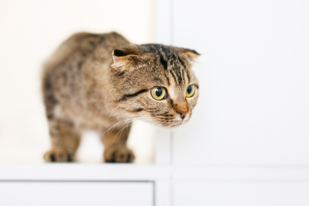 Stress nei gatti: 6 segnali da tenere sotto controllo