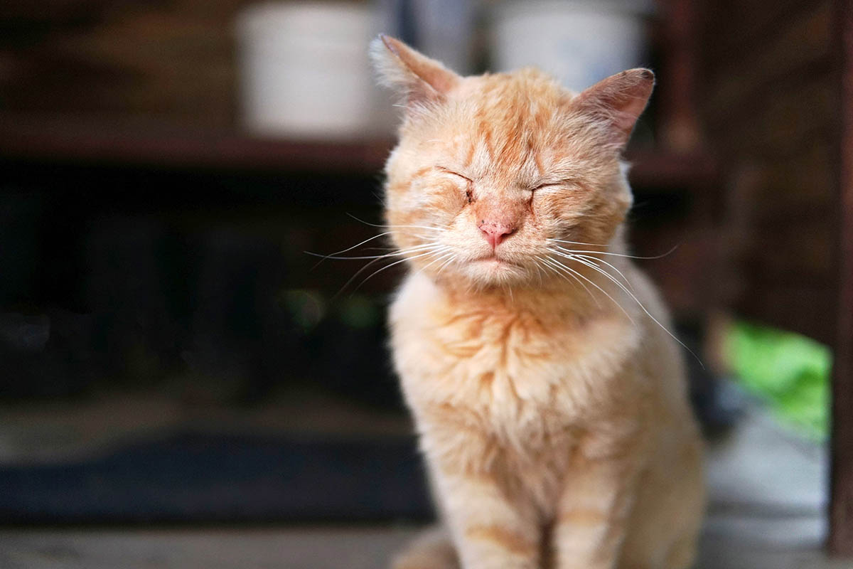 Come riconoscere la tigna nei gatti