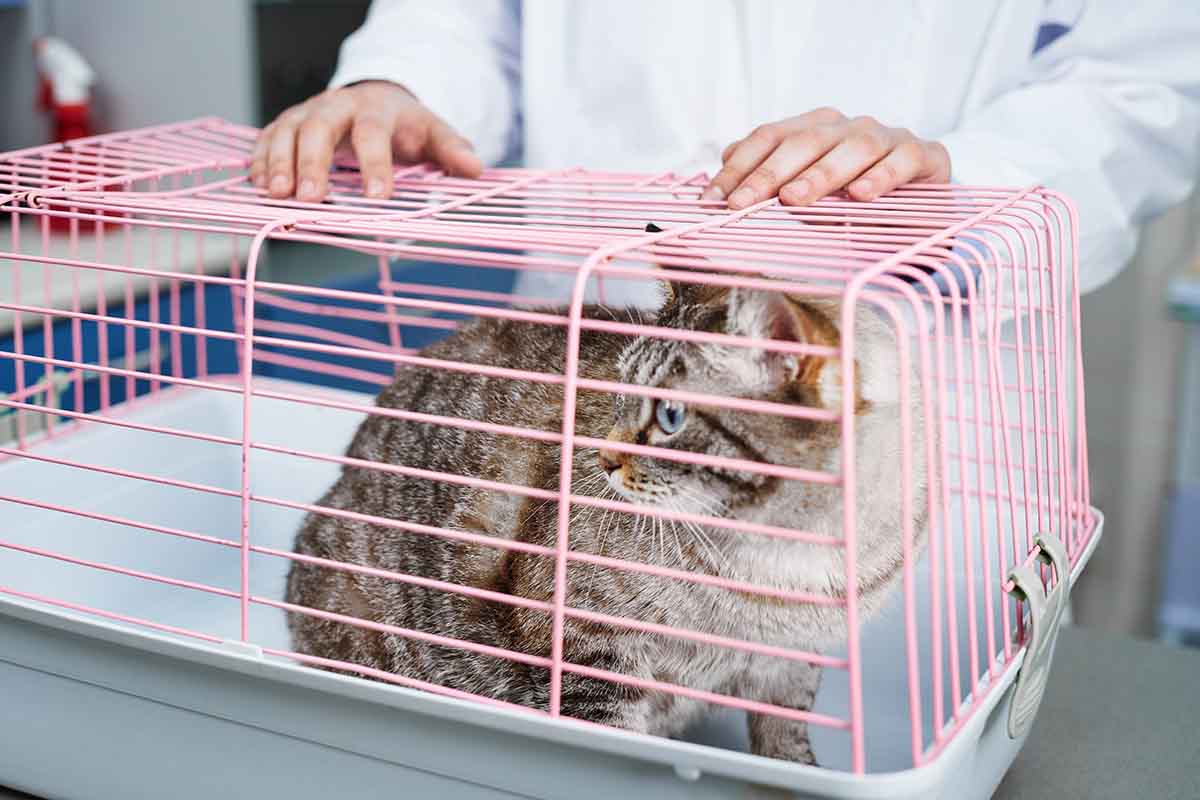 Qual è il trasportino più sicuro per i gatti