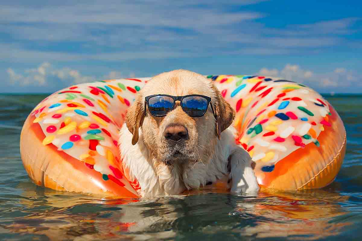 Vacanze con il cane: gli errori più comuni
