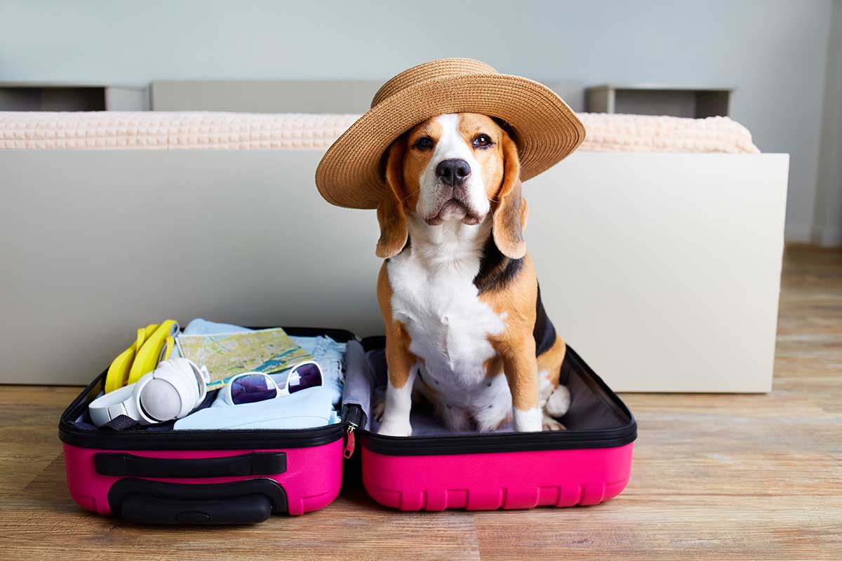 Come organizzare vacanze pet friendly