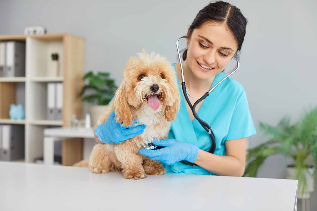 Vaccinazioni e trattamenti stagionali per cani e gatti