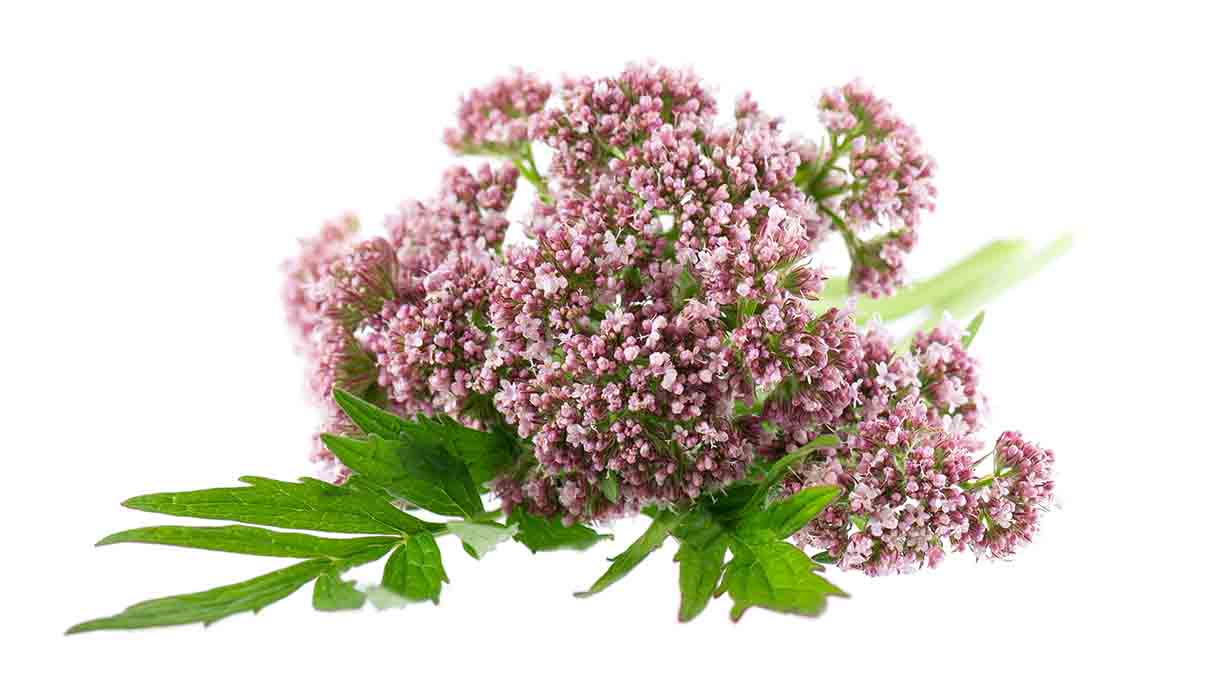 Tutti i benefici della valeriana che abbiamo imparato ad apprezzare