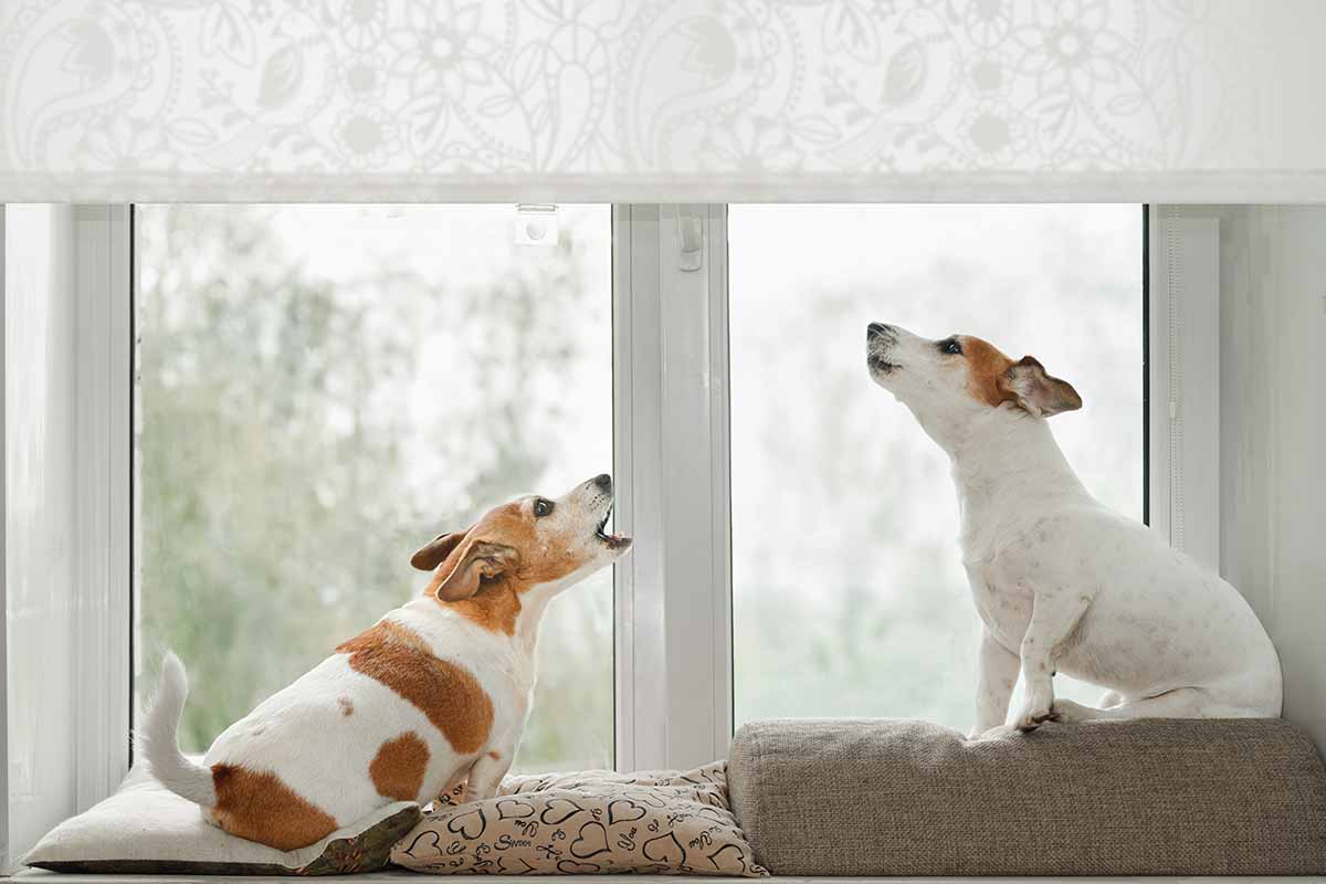 Quanti versi fanno i cani e quali sono