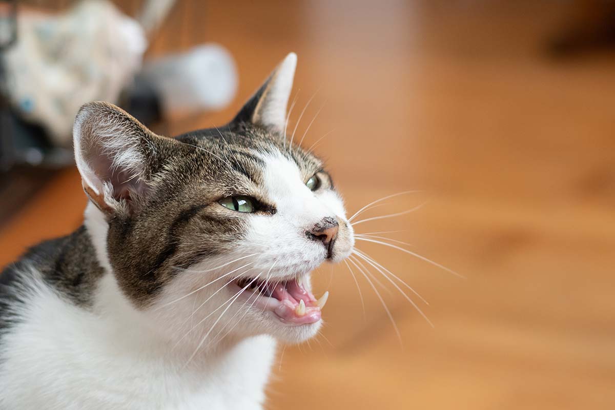 Tutti i versi che i gatti fanno