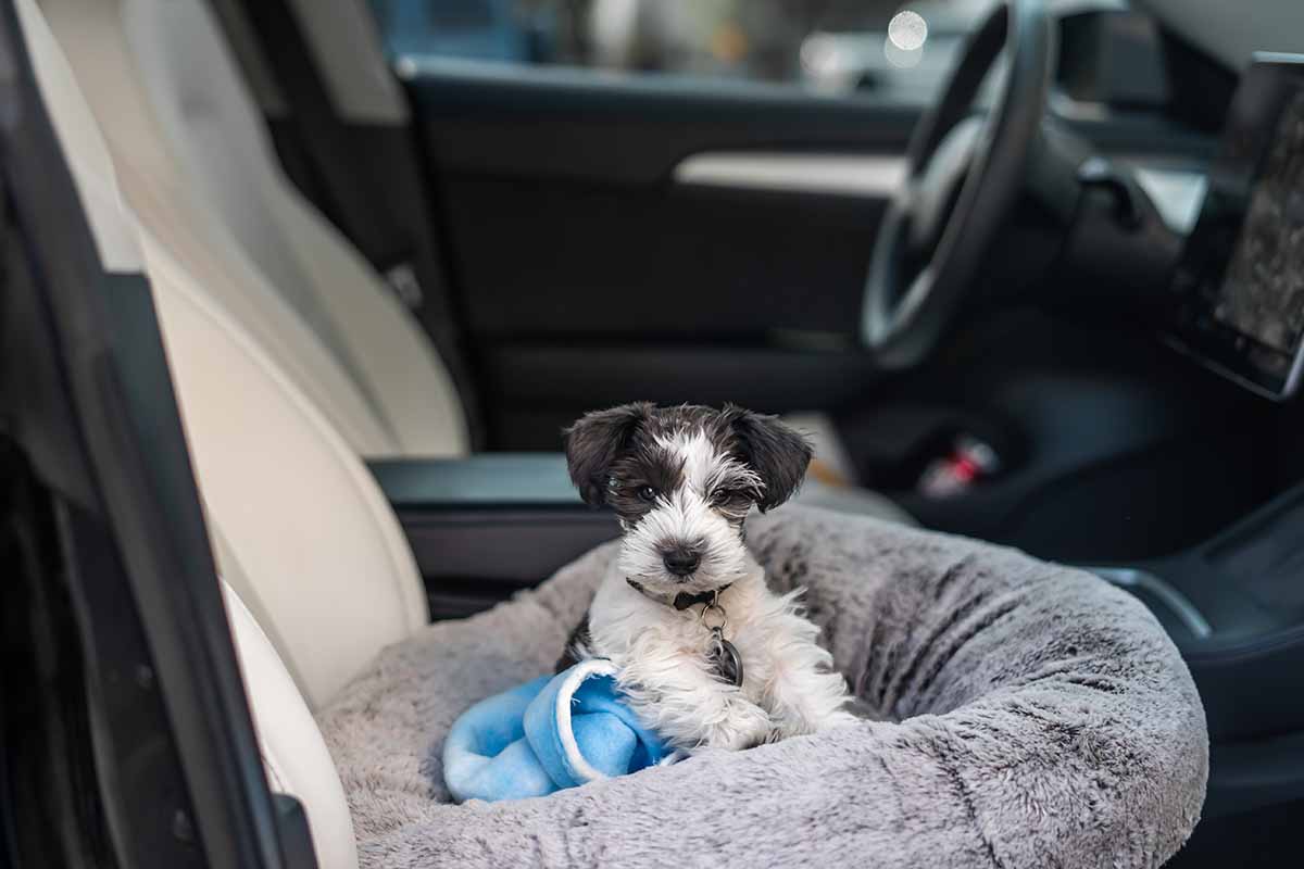 Come viaggiare in auto con i cani in estate