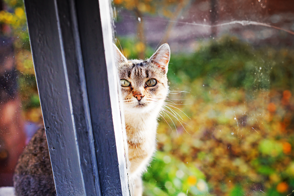 Gatto, una storia coi baffi!
