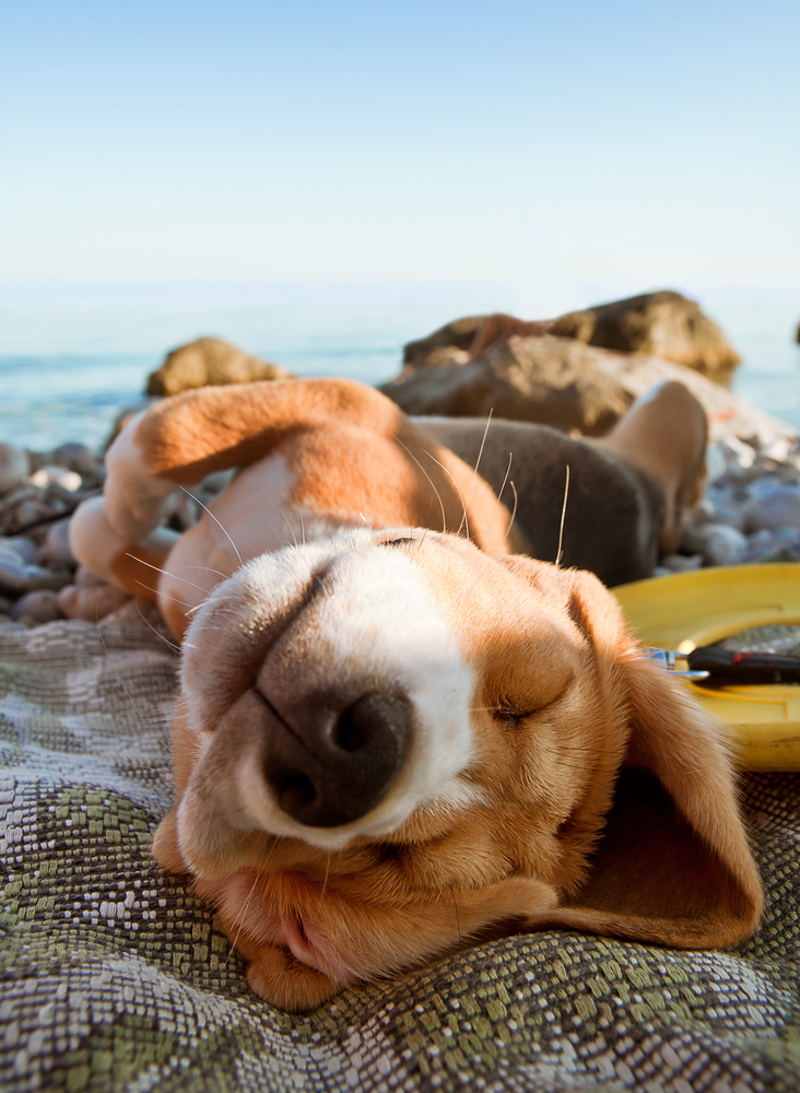 Fido viene in vacanza con noi