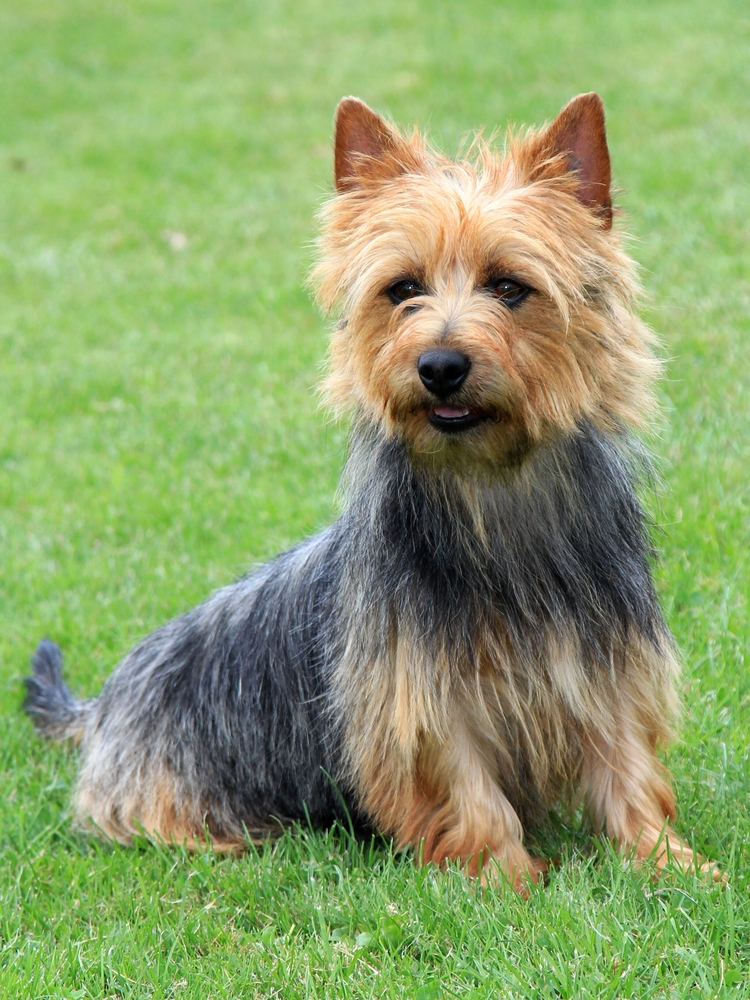 Australian Terrier - Terrier
