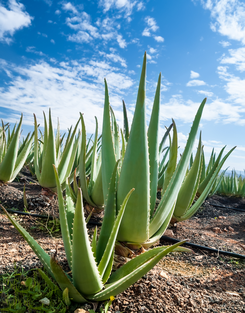 Aloe, la pianta dei miracoli!