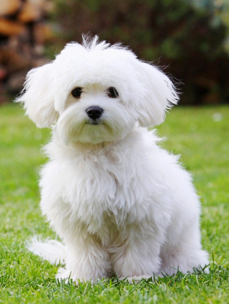 Bichon Frisé - Cani da grembo