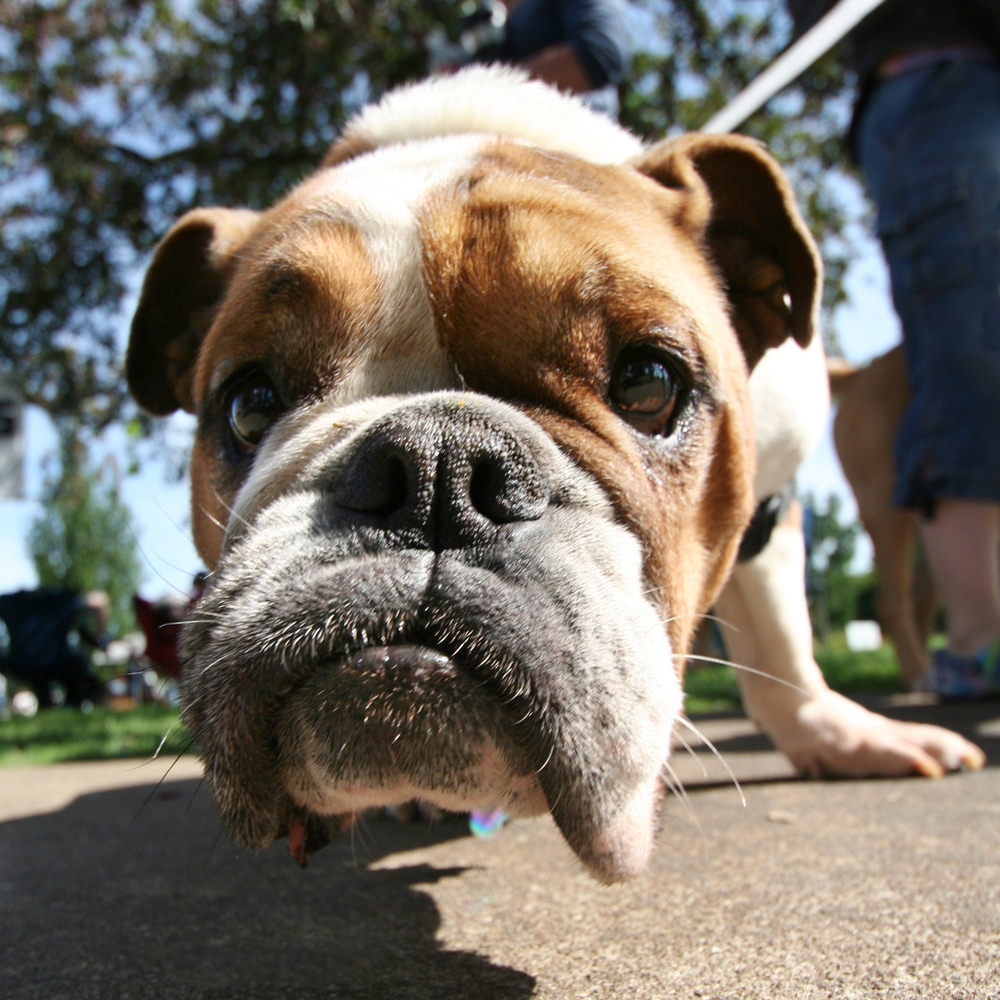 Bulldog - Cani d'affezione