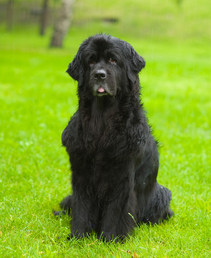 Cane di Terranova - Cani da lavoro
