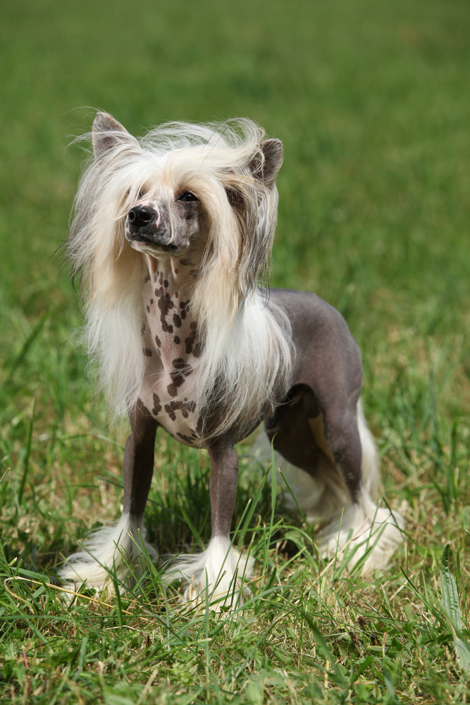 Chinese Crested Dog - Cani da grembo
