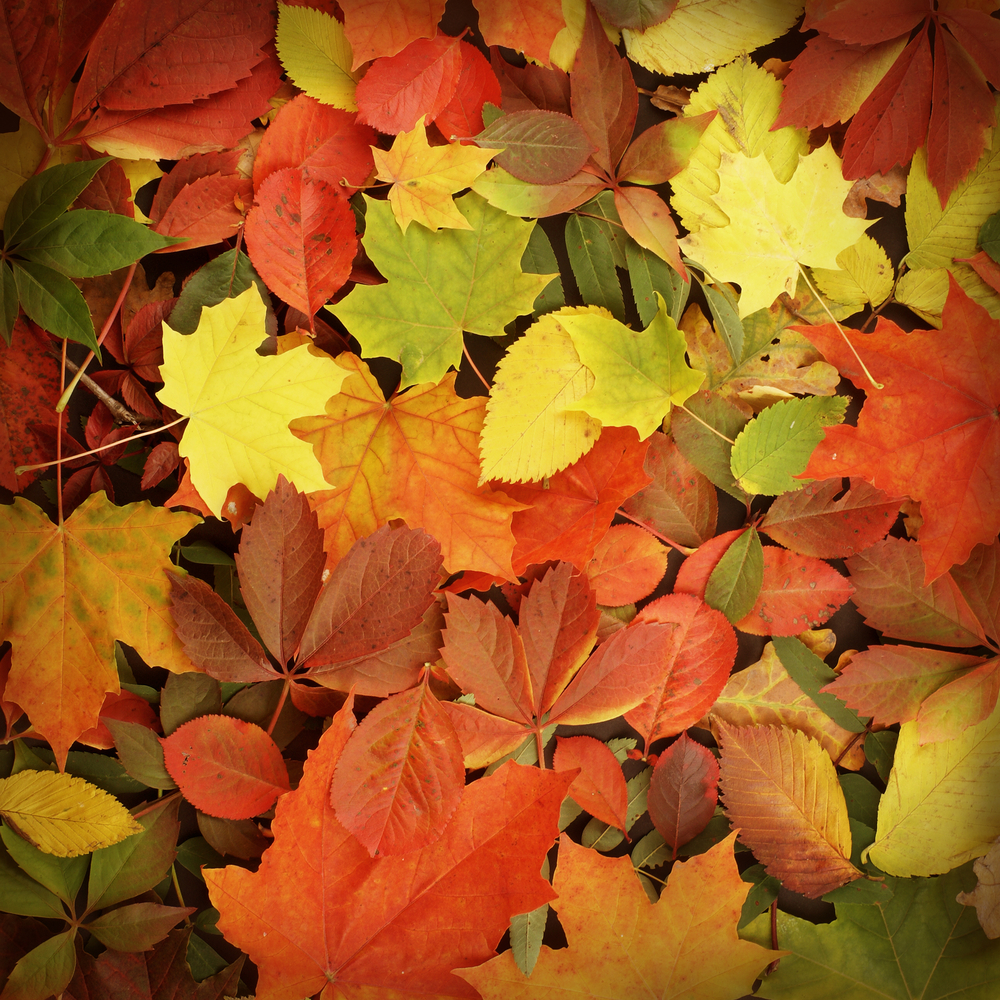 Dolci luoghi d'autunno