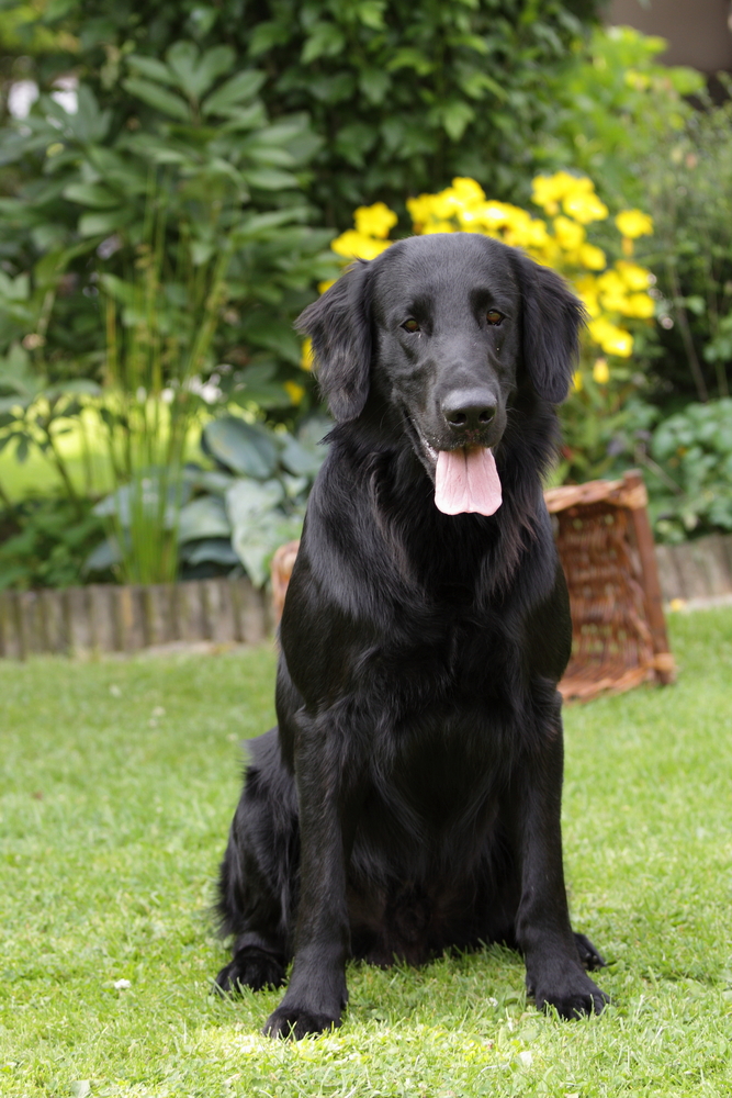 Flat-coated Retriever - Cani da Caccia