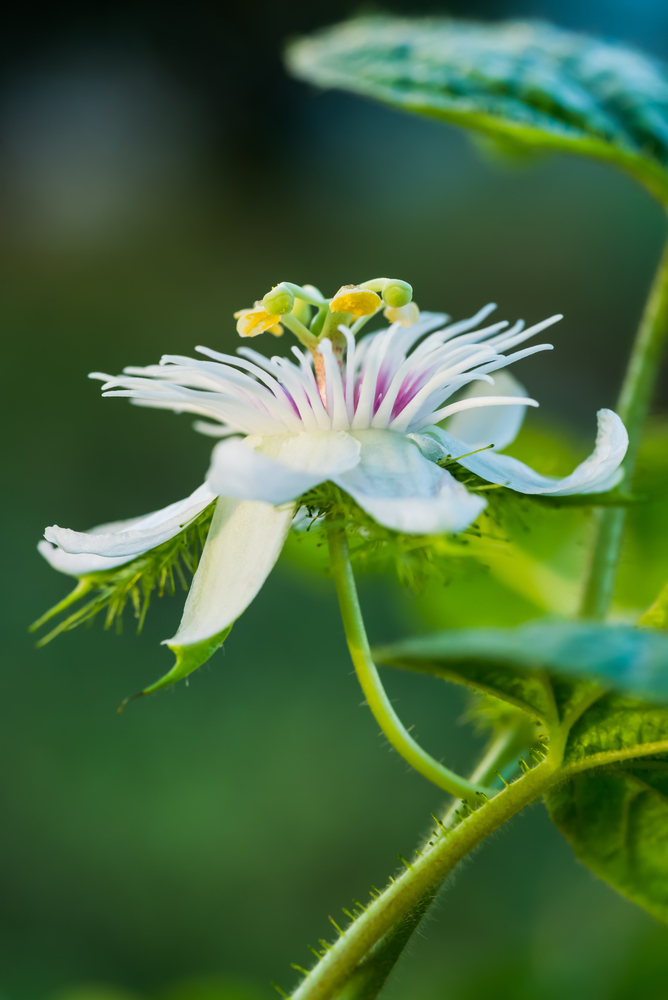 Fiore della passione - Passiflora fam Passifloraceae