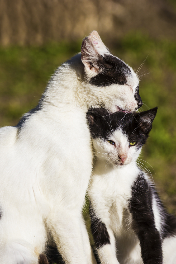 Gatti, l'importanza del grooming