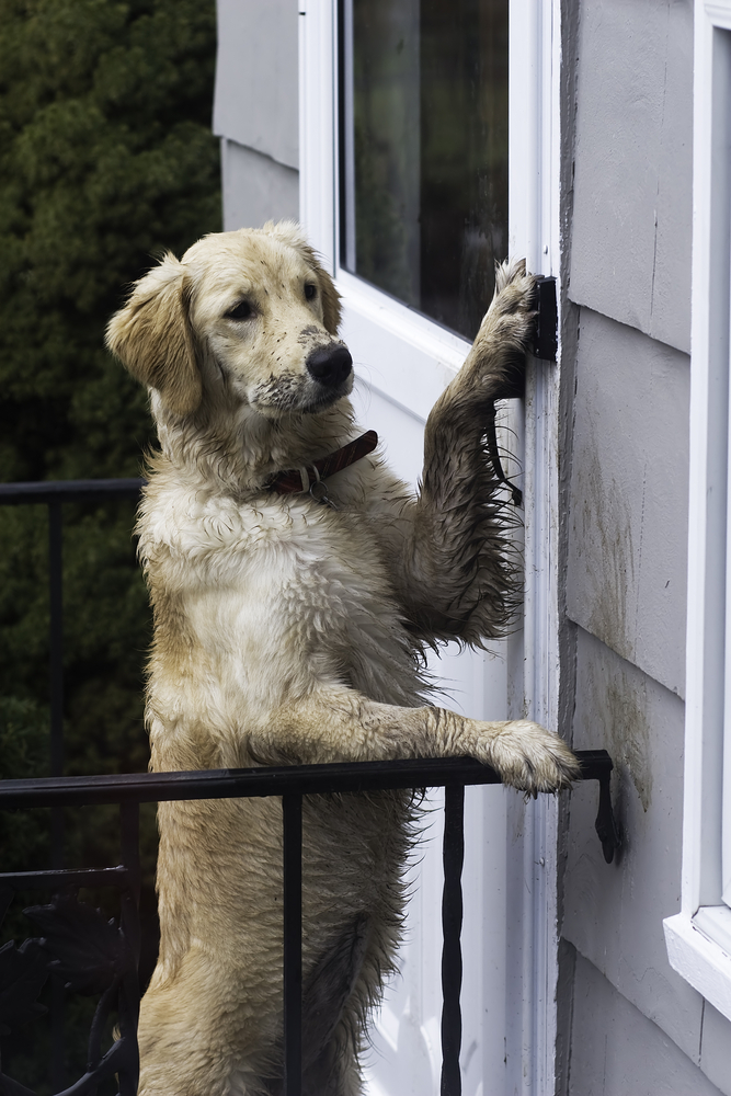 Insegna il bon ton al tuo cane