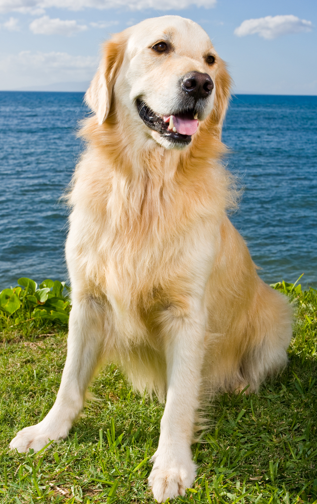 Labrador Retriever - Cani da Caccia