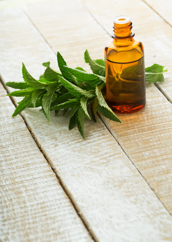 Menta, aroma silvestre