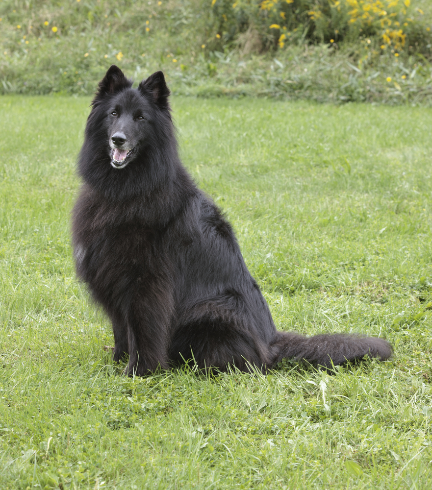 Pastore belga Tervueren - Cani da pastore