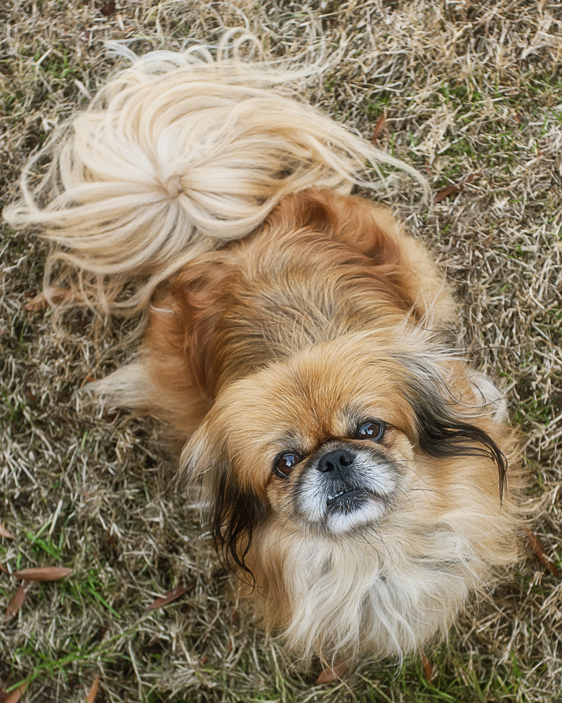 Pechinese - Cani da grembo