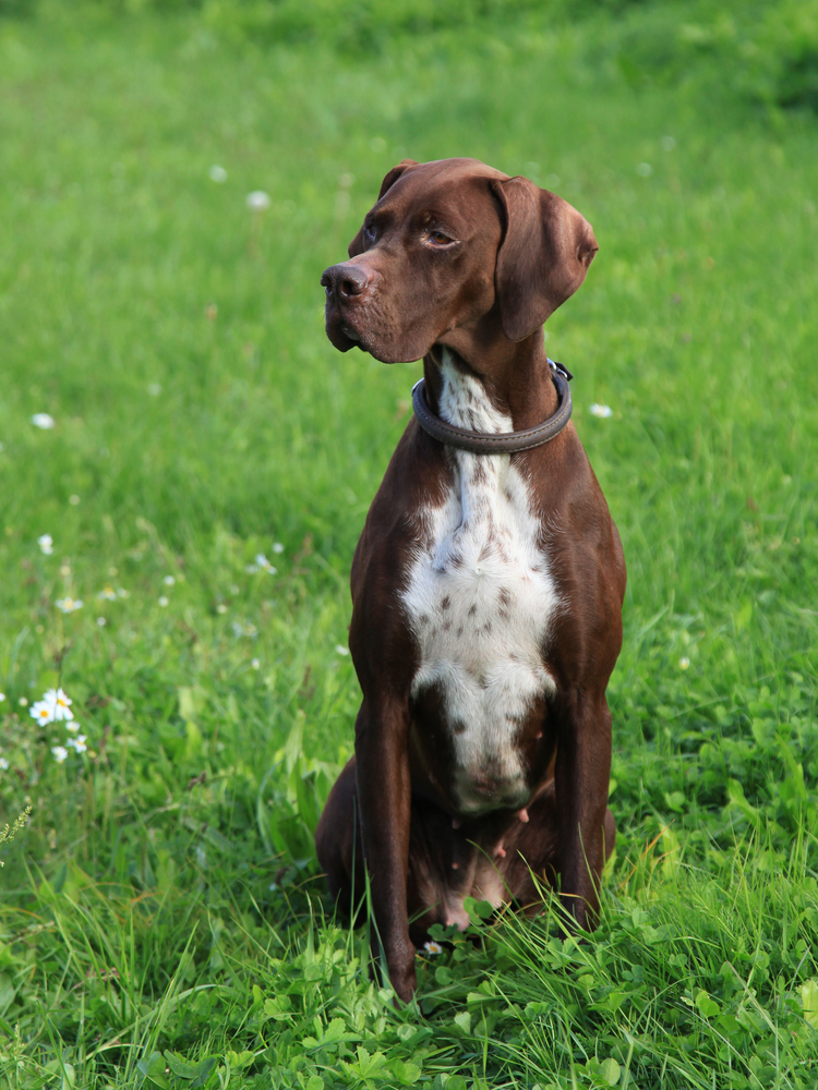 Rottweiler - Cani da lavoro