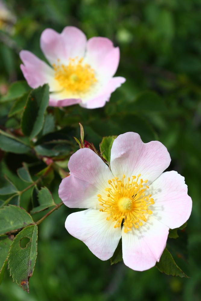 Rosa canina, virtù antica