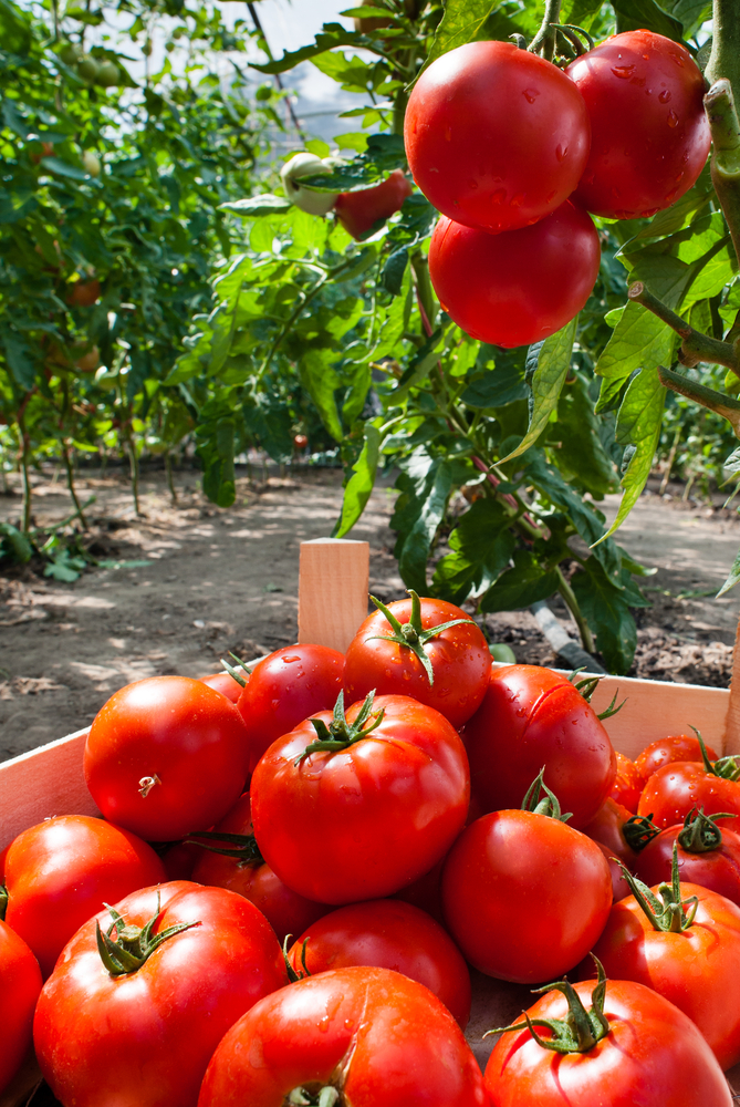 Rosso pomodoro