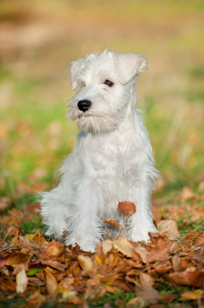 Schnauzer medio - Cani da lavoro