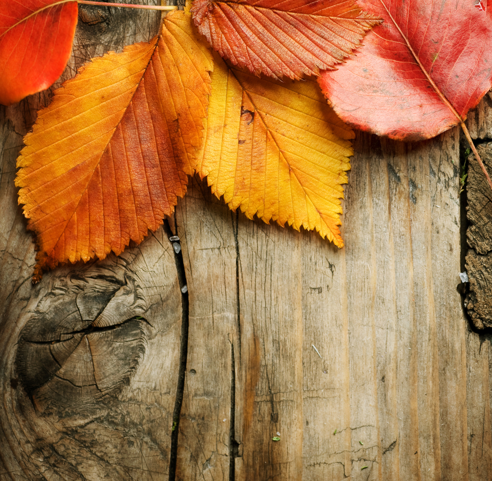 Spettacoli d'autunno