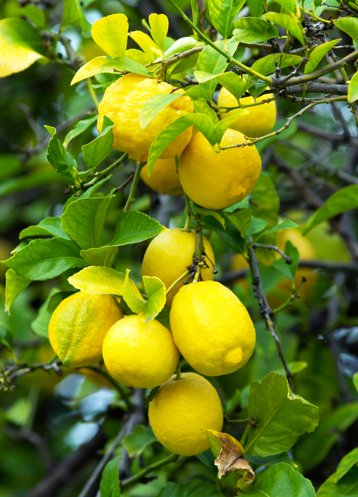 Succo di limone, alleato in casa