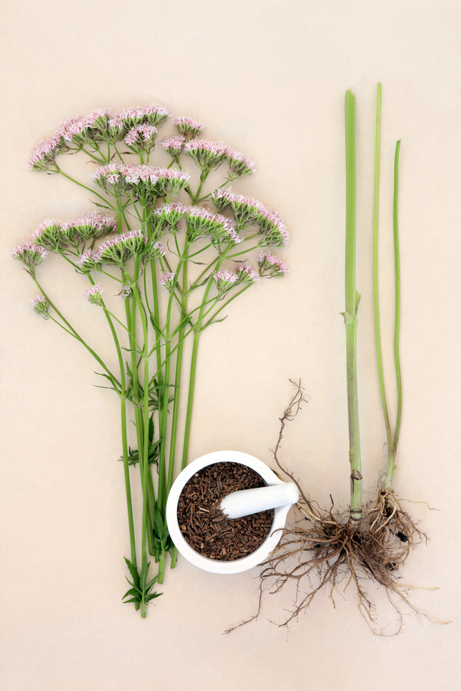 Valeriana, l'erba della salute