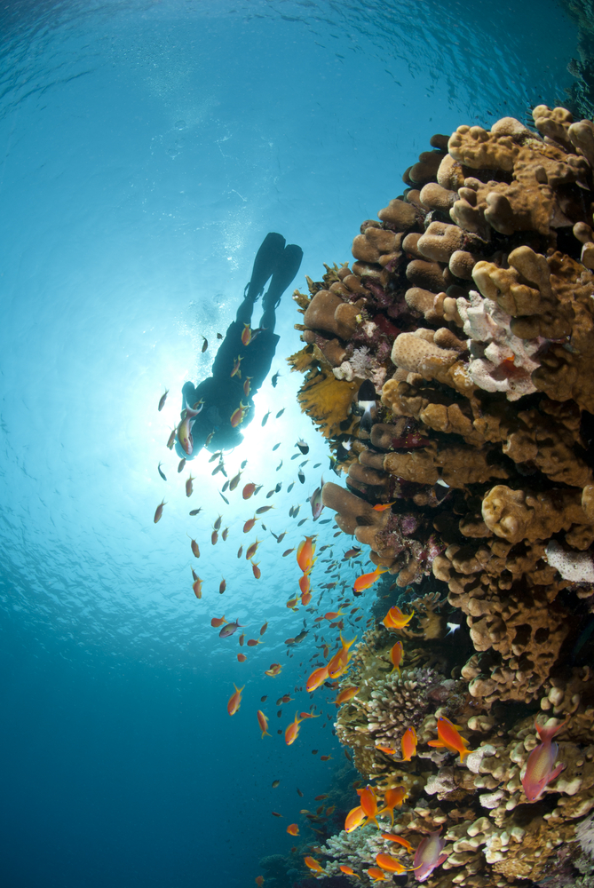 Viaggi in Egitto: relax e mare a Sharm El Sheik