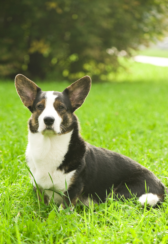 Welsh Corgi Cardigan - Cani da pastore