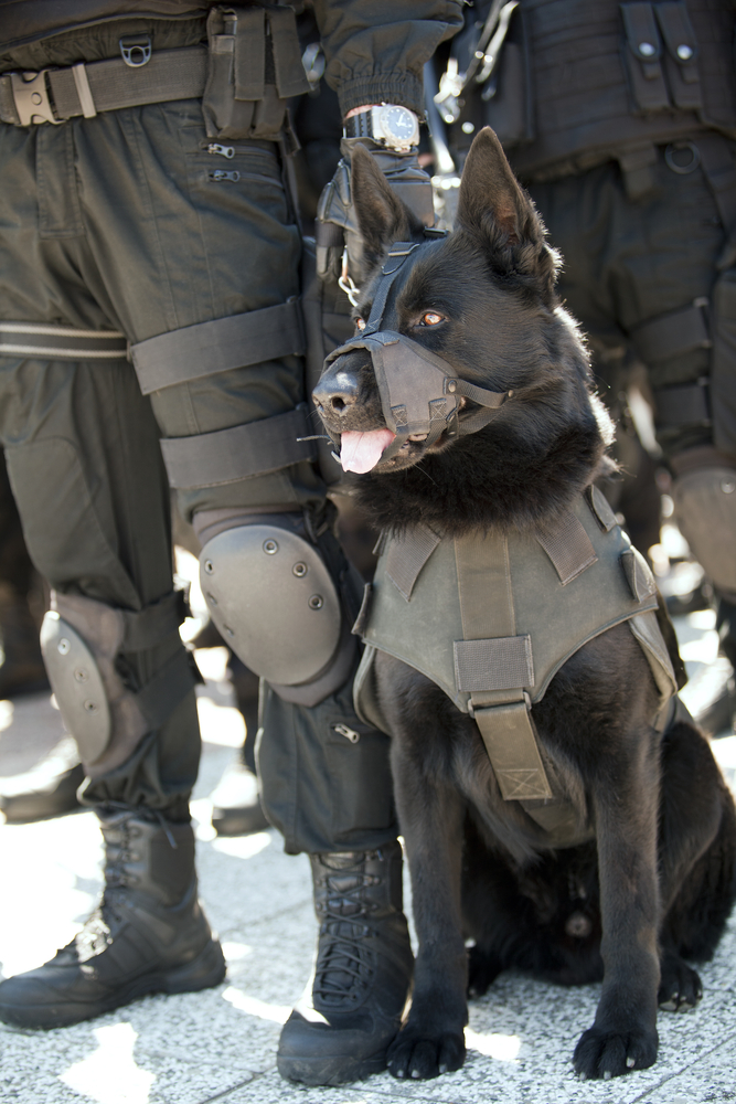 Cani in divisa
